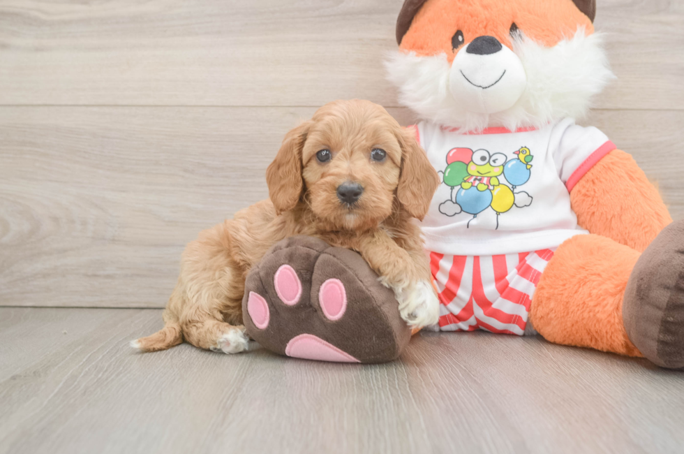 6 week old Cavapoo Puppy For Sale - Lone Star Pups
