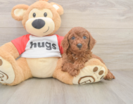 9 week old Cavapoo Puppy For Sale - Lone Star Pups
