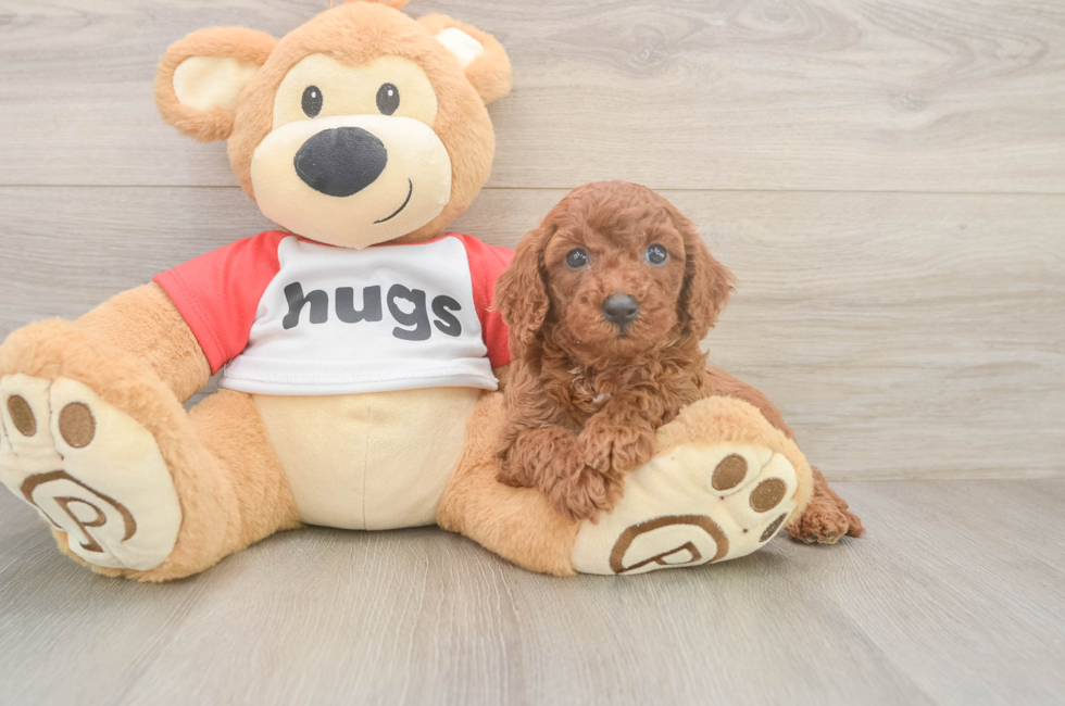 6 week old Cavapoo Puppy For Sale - Lone Star Pups