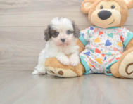 7 week old Cavapoo Puppy For Sale - Lone Star Pups