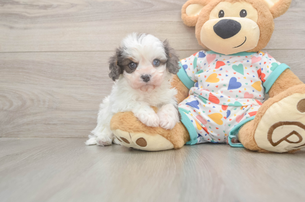 5 week old Cavapoo Puppy For Sale - Lone Star Pups