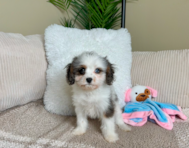 9 week old Cavapoo Puppy For Sale - Lone Star Pups