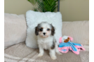 Cavapoo Puppy for Adoption
