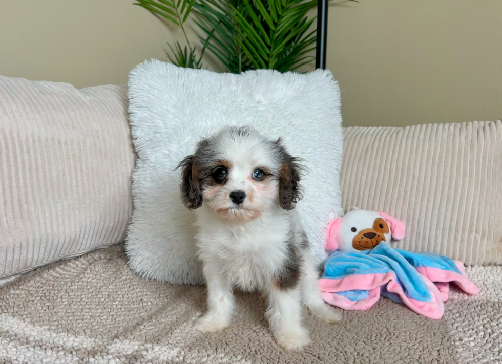 Cavapoo Puppy for Adoption