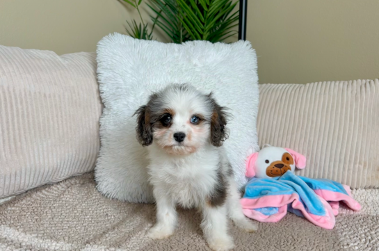 Cavapoo Puppy for Adoption