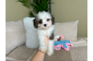 Cute Cavapoo Baby