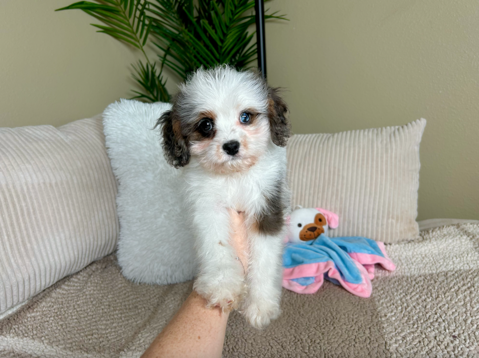Cute Cavapoo Baby