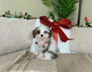 12 week old Cavapoo Puppy For Sale - Lone Star Pups
