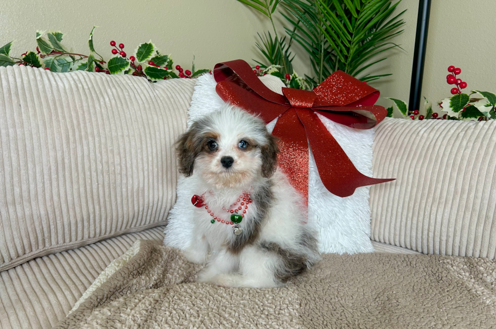 12 week old Cavapoo Puppy For Sale - Lone Star Pups
