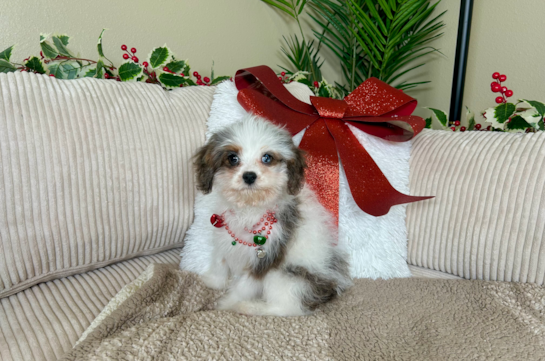 Cavapoo Puppy for Adoption