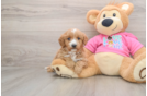 Cavapoo Puppy for Adoption