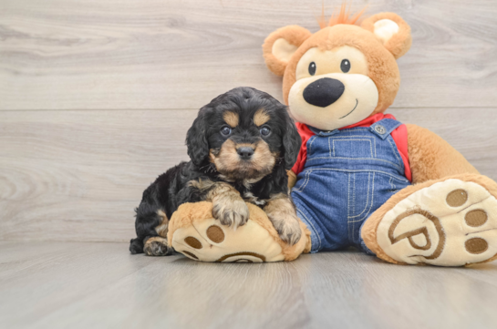 Little Cavipoo Poodle Mix Puppy