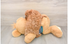 Cute Cavapoo Baby