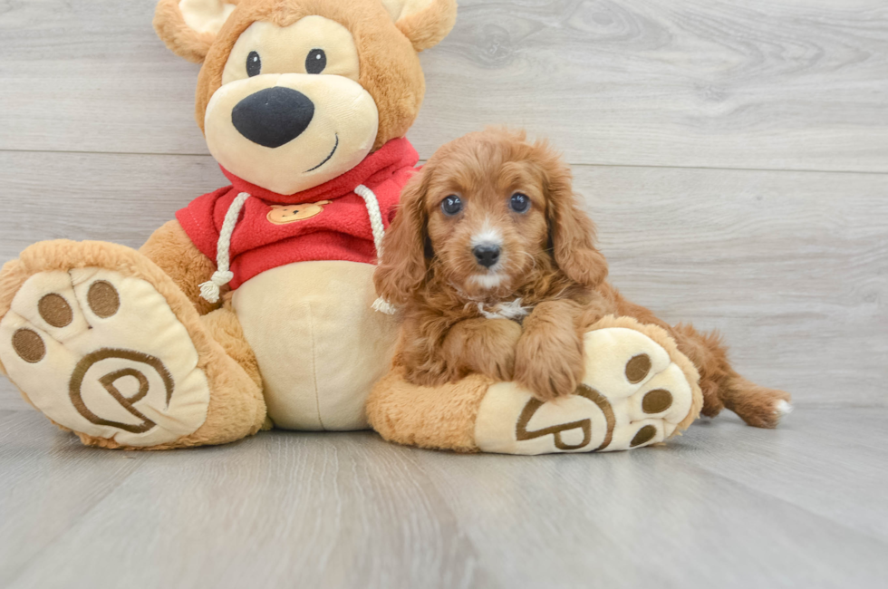 8 week old Cavapoo Puppy For Sale - Lone Star Pups