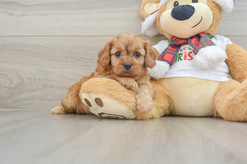 6 week old Cavapoo Puppy For Sale - Lone Star Pups