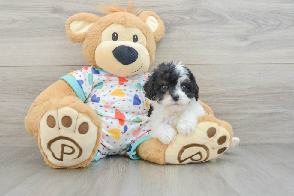 Funny Cavapoo Poodle Mix Pup