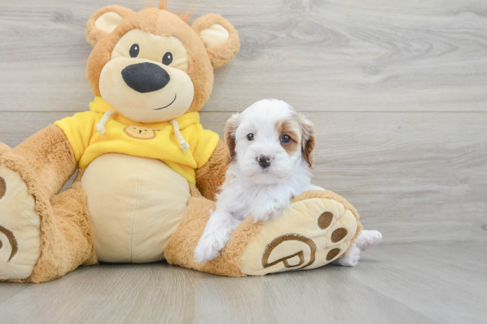 Best Cavapoo Baby