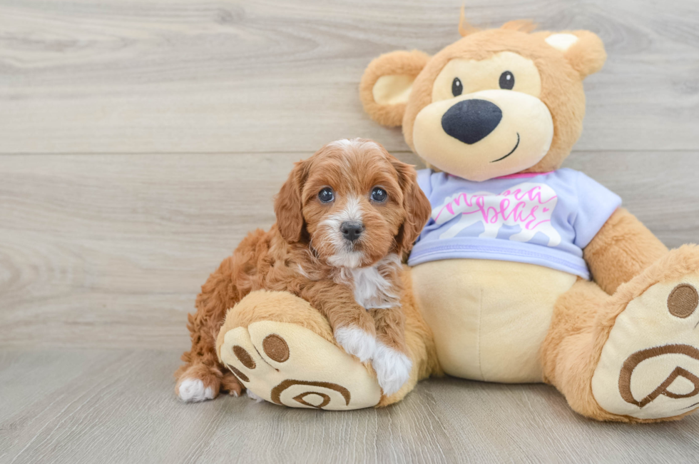6 week old Cavapoo Puppy For Sale - Lone Star Pups