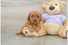 Cavapoo Pup Being Cute
