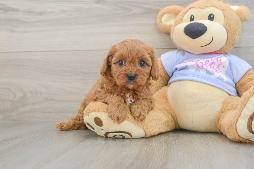 Cavapoo Pup Being Cute