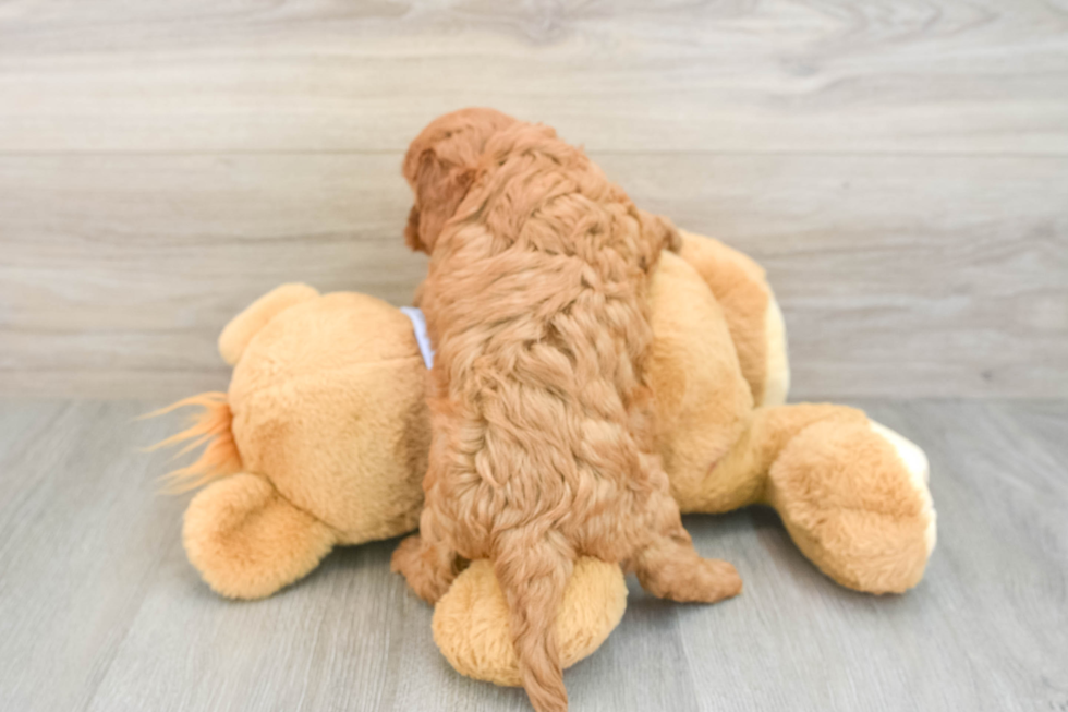 Adorable Cavalier King Charles Spaniel and Poodle Mix Poodle Mix Puppy