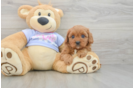 Cavapoo Pup Being Cute