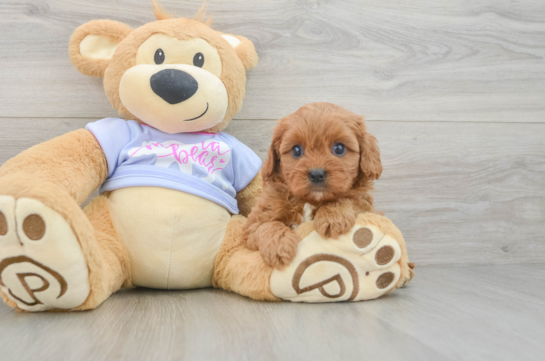 Cavapoo Pup Being Cute