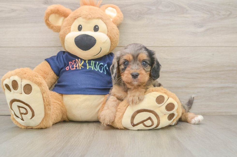 6 week old Cavapoo Puppy For Sale - Lone Star Pups