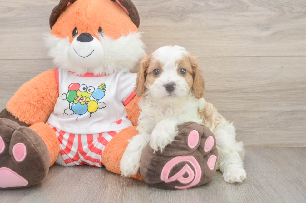 6 week old Cavapoo Puppy For Sale - Lone Star Pups