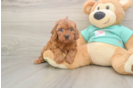 Sweet Cavapoo Baby
