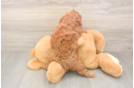 Cavapoo Pup Being Cute