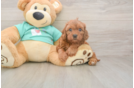 Petite Cavapoo Poodle Mix Pup