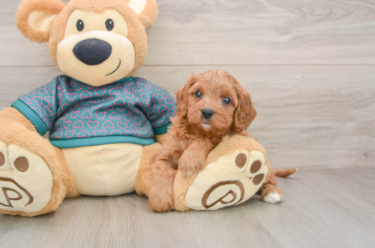 Cavapoo Pup Being Cute