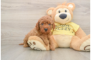 Cavapoo Pup Being Cute
