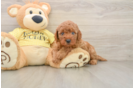 Energetic Cavoodle Poodle Mix Puppy