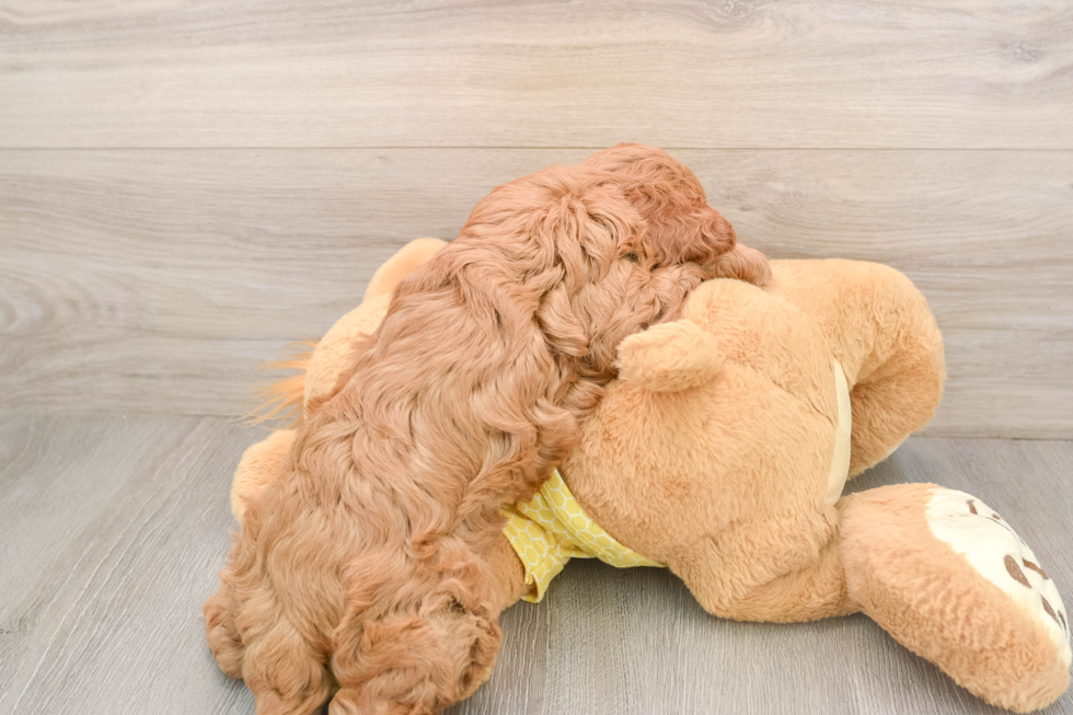 Happy Cavapoo Baby