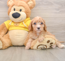 8 week old Cavapoo Puppy For Sale - Lone Star Pups