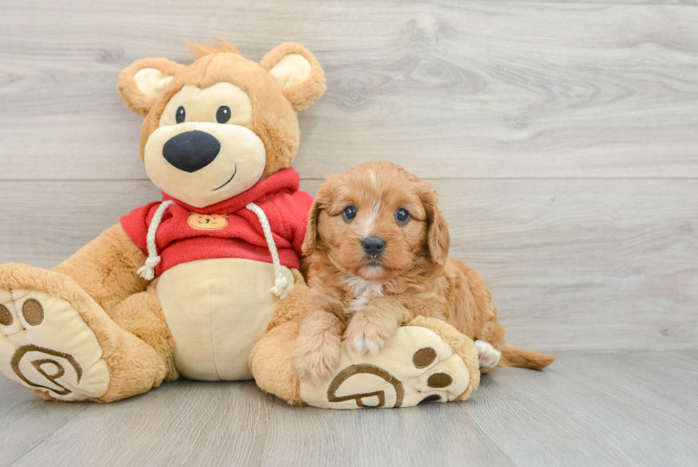 Cavapoo Pup Being Cute