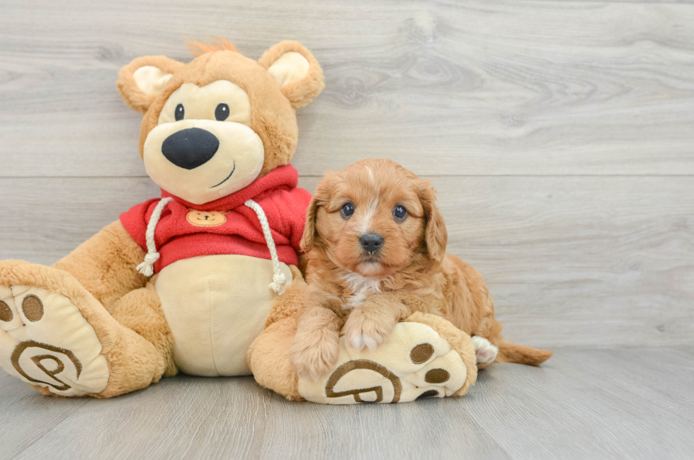 5 week old Cavapoo Puppy For Sale - Lone Star Pups