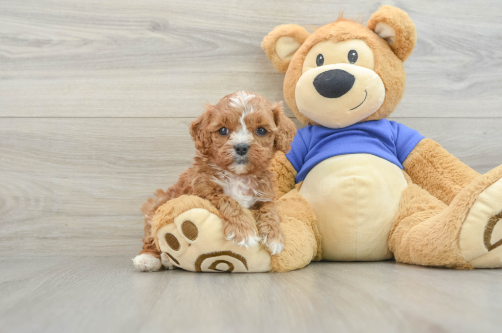 8 week old Cavapoo Puppy For Sale - Lone Star Pups