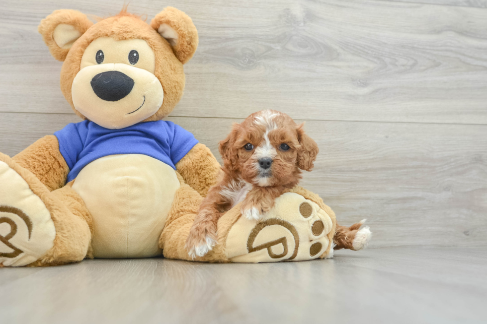 Cavapoo Puppy for Adoption