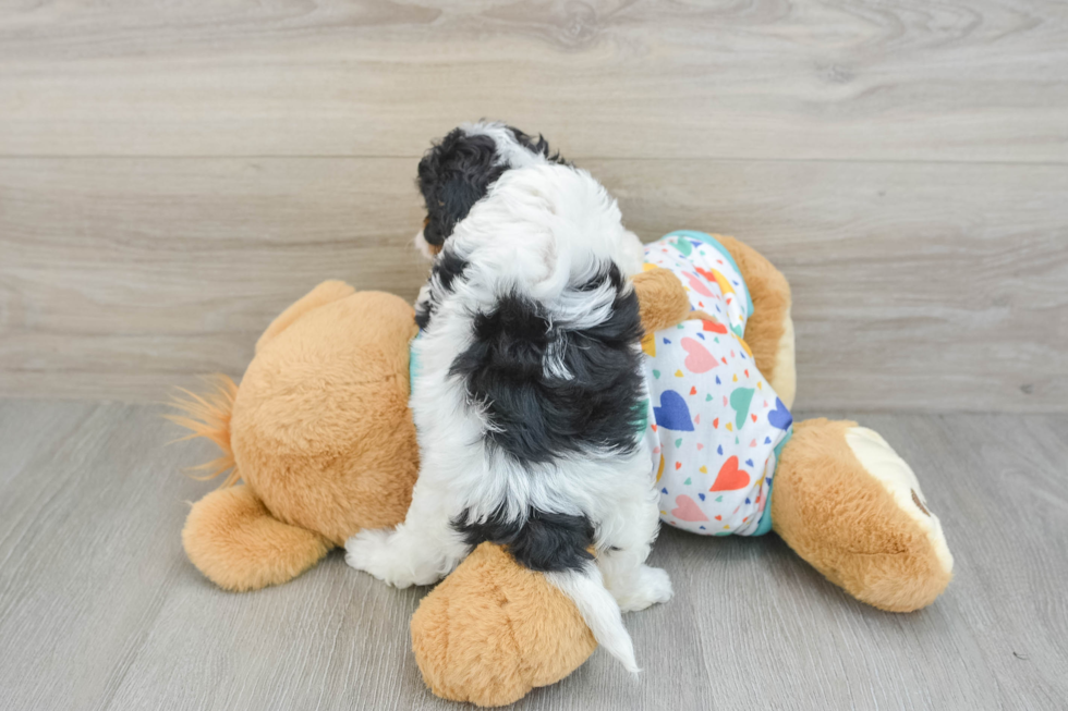 Little Cavipoo Poodle Mix Puppy