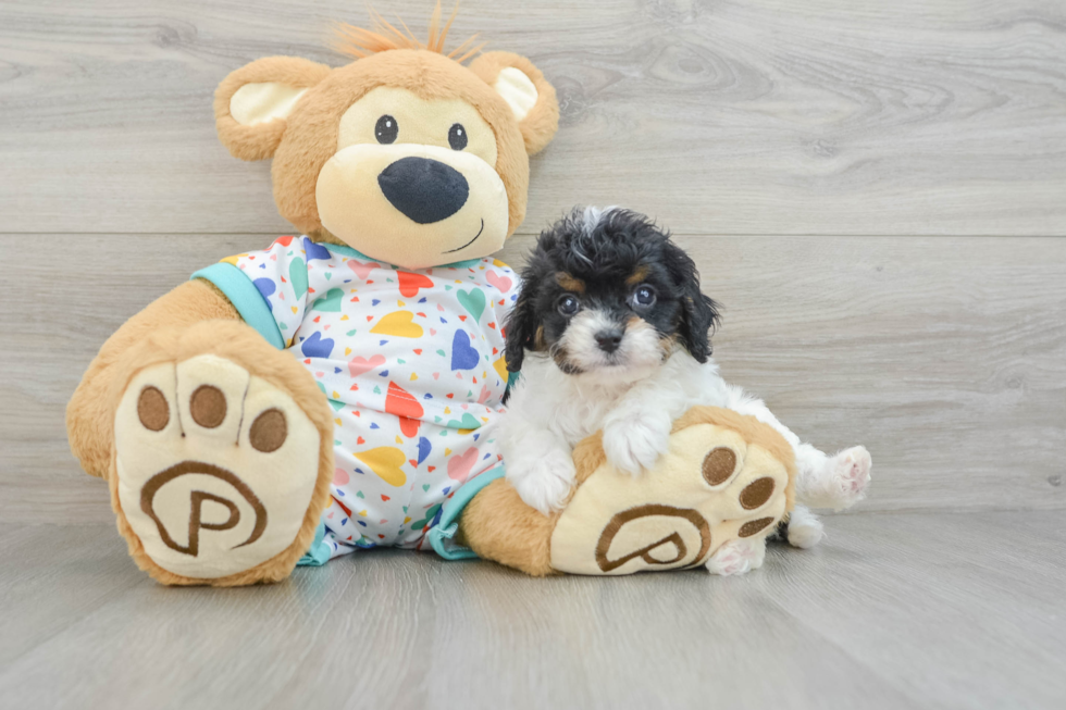 Cavapoo Pup Being Cute