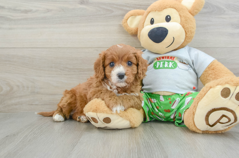 5 week old Cavapoo Puppy For Sale - Lone Star Pups