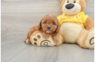 Cavapoo Puppy for Adoption