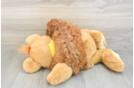 Sweet Cavapoo Baby