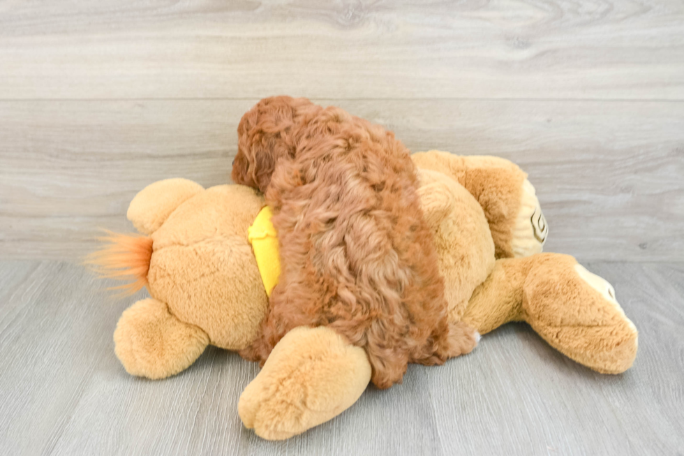 Sweet Cavapoo Baby