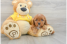Cavapoo Puppy for Adoption