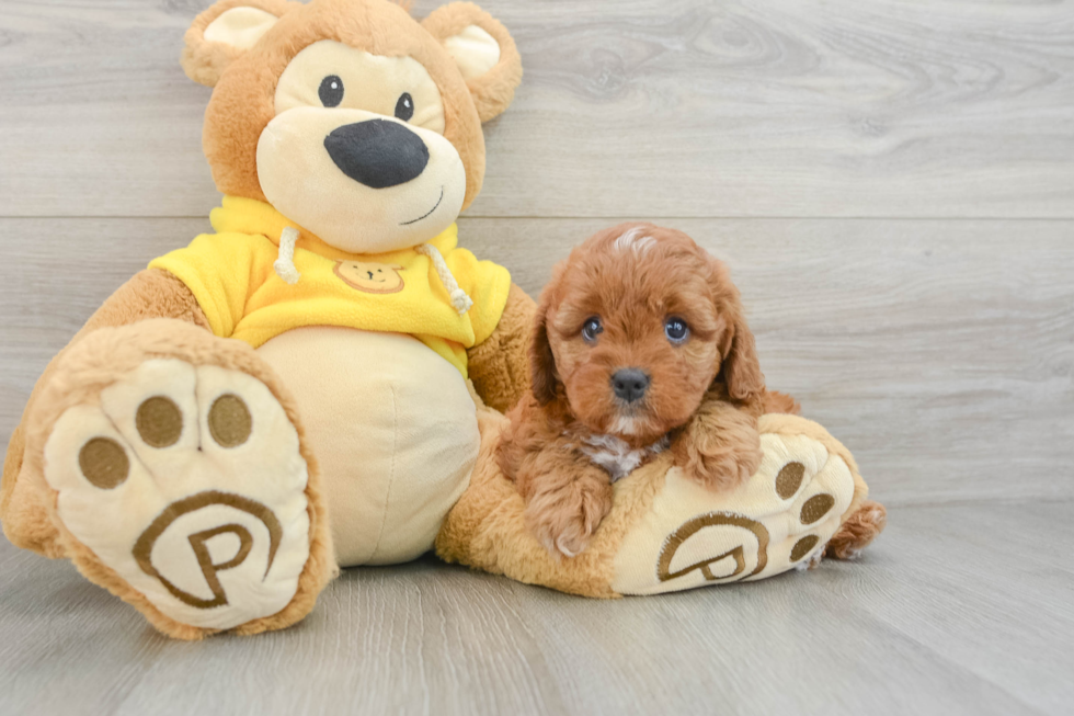 Cavapoo Puppy for Adoption