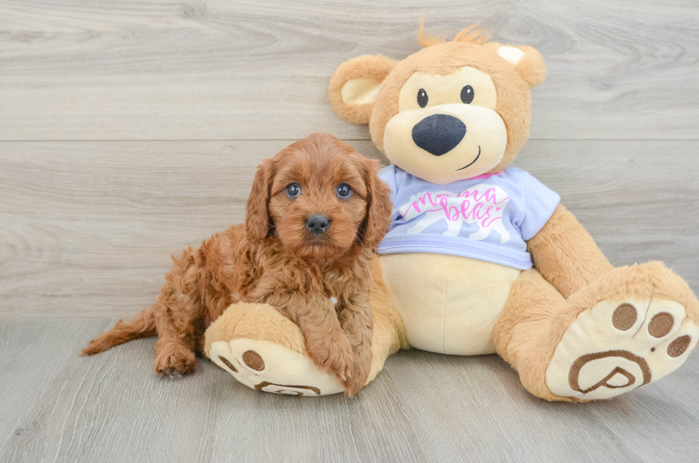 6 week old Cavapoo Puppy For Sale - Lone Star Pups